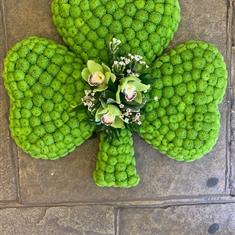 Shamrock