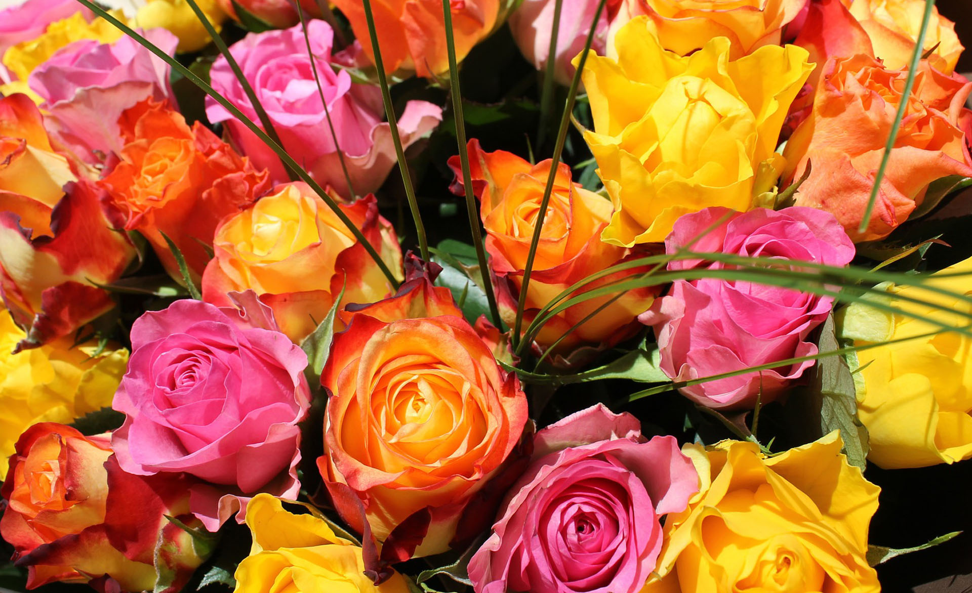 Summer Flowers