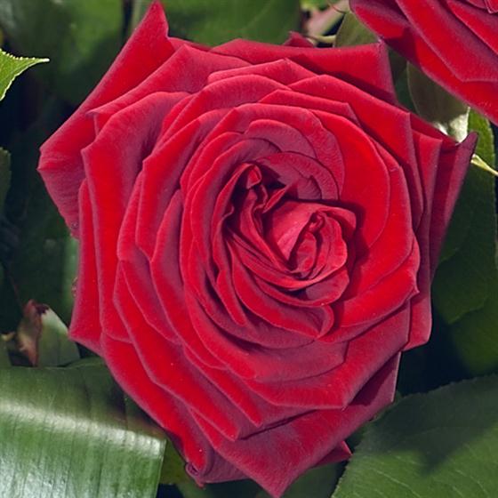 Immortalities Roses Eternity Memory Lane Flowers Hanwell Florist