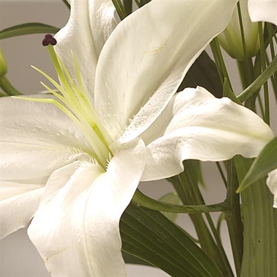 Lilies of Christmas Memory Lane Flowers Florist Hanwell